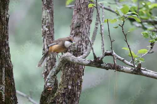 Photography The white-throated laughingthrush (Pterorhinus albogularis) is a species of passerine bird in the family Leiothrichidae