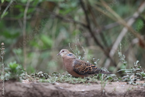 Canvas Print Oriental turtle dove or rufous turtle dove (Streptopelia orientalis meena) is a member of the bird family Columbidae