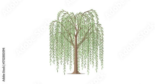 Serene weeping willow illustration with cascading foliage on a plain background evokes peaceful natural beauty 100