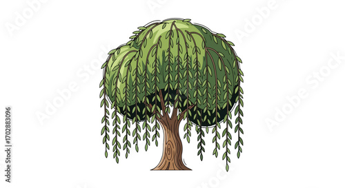 Stylized Weeping Willow Tree Illustration with Drooping Green Foliage and Branch Structure
