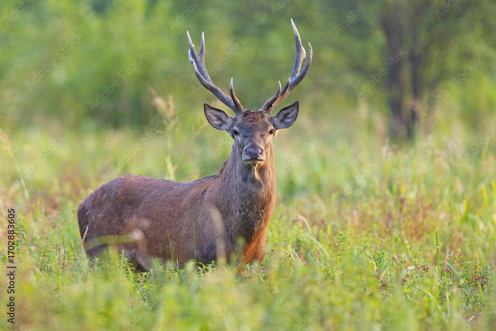 Fototapeta premium Samiec jelenia szlachetnego (Cervus elaphus) podczas rykowiska