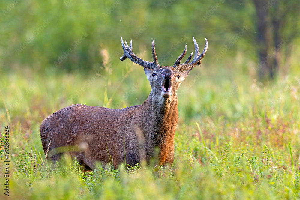 Obraz premium Samiec jelenia szlachetnego (Cervus elaphus) podczas rykowiska