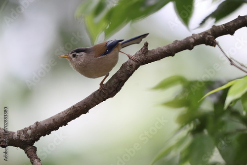 The blue-winged minla (Actinodura cyanouroptera aglae), also known as the blue-winged siva, is a species of bird in the family Leiothrichidae. This photo was taken in North India.
