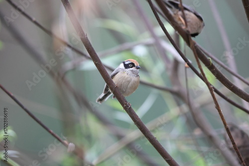 Photography Black-throated bushtit (Aegithalos concinnus iredalei), also known as the black-throated tit, is a very small passerine bird in the family Aegithalidae