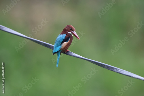 Fotografie The white-throated kingfisher (Halcyon smyrnensis smyrnensis) also known as the white-breasted kingfisher is a tree kingfisher