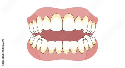 Illustration of a human mouth showing teeth alignment and gums, for educational or dental health content