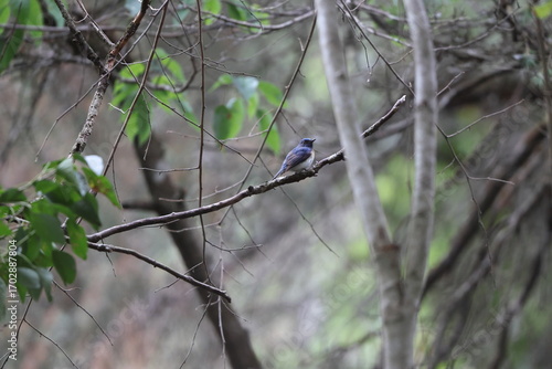 Photography The blue-throated blue flycatcher (Cyornis rubeculoides) is a small passerine bird in the flycatcher family, Muscicapidae