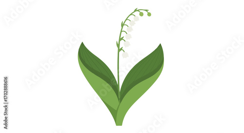 Delicate lily of the valley illustration showcasing graceful white blooms and vibrant leaves creating a fresh and simple floral design
