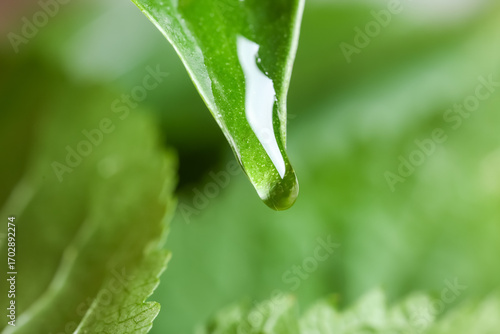 Green leaf with water drop,...