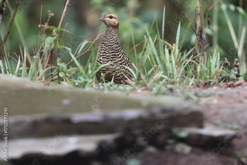 Photography The black francolin (Francolinus francolinus asiae ) is a gamebird in the pheasant family Phasianidae of the order Galliformes