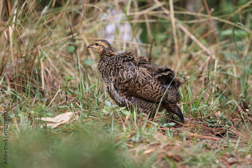 Photography The black francolin (Francolinus francolinus asiae ) is a gamebird in the pheasant family Phasianidae of the order Galliformes