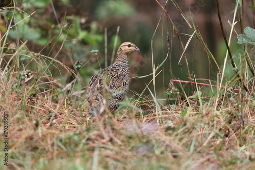 Photography The black francolin (Francolinus francolinus asiae ) is a gamebird in the pheasant family Phasianidae of the order Galliformes