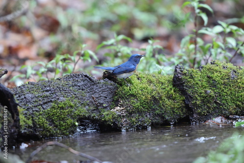 Photography The blue-throated blue flycatcher (Cyornis rubeculoides) is a small passerine bird in the flycatcher family, Muscicapidae