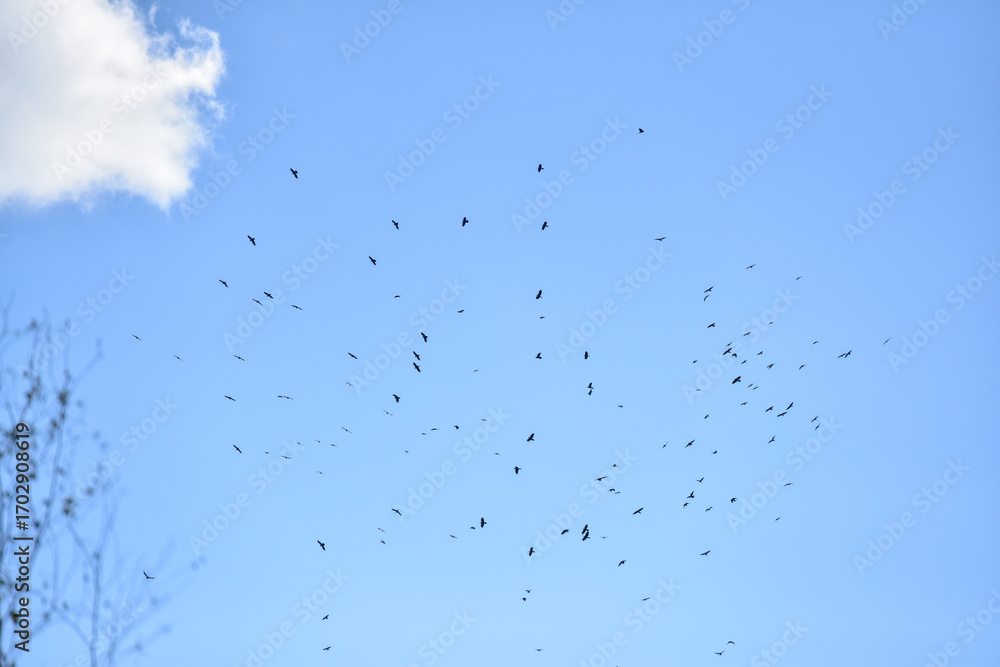 Fototapeta premium Flock of Birds Flying Against a Clear Blue Sky
