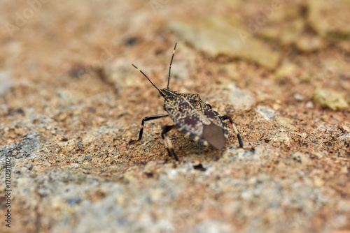 A small brown stink bug resting on a textured stone surface