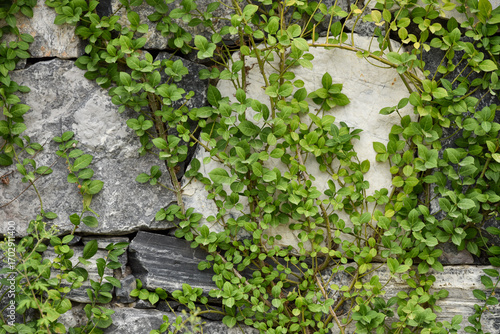 Vines Growing Over a Weathered Stone Wall