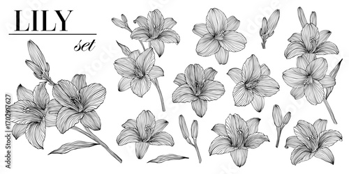 Lily flowers, buds and leaves line art collection, isolated lily flower clip arts. Set of beautiful monochrome, black and white daylily flower isolated. for greeting card, postcard and invitations