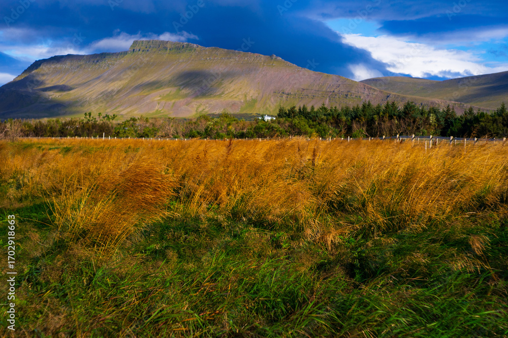 Fototapeta premium Golden Grass Field with Mountain and Cloudy Sky in Iceland