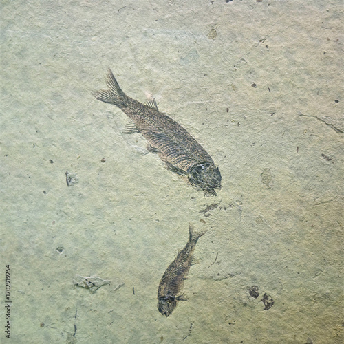 Fossilized Fish Imprints in Sedimentary Rock