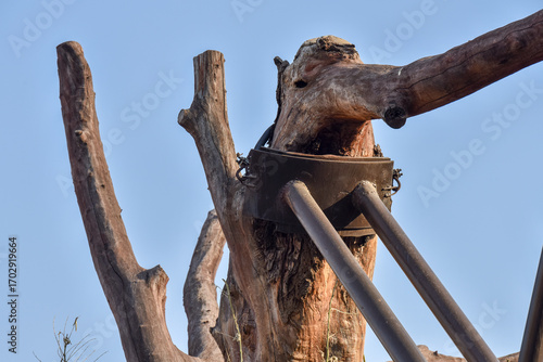 Tree Trunk with Metal Support Structure Against Clear Sky
