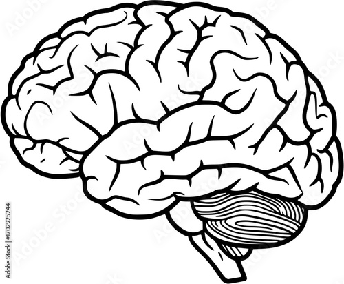 vector illustration of human brain silhouette isolated on white background 