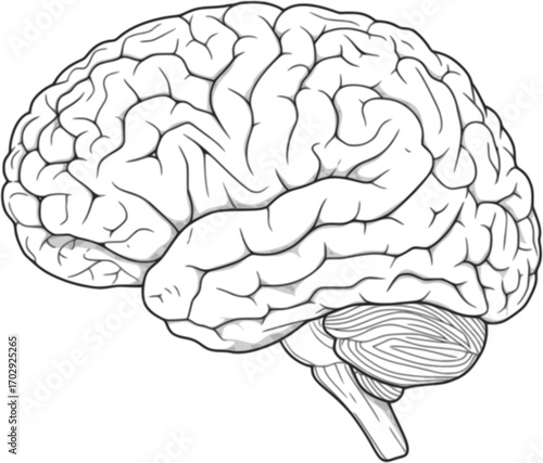 vector illustration of human brain silhouette isolated on white background 