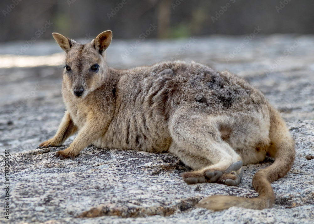 Naklejka premium Mareeba Rock Wallaby Resting on Granite Surface 