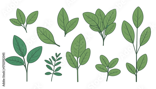 green leaves isolated on white