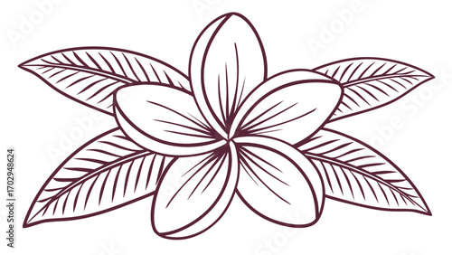 Dark Maroon Line Art Plumeria Flower with Leaves Vector Illustration