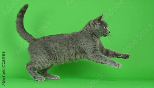 Gray Cat Pouncing - A Study in Feline Agility and Focus.
