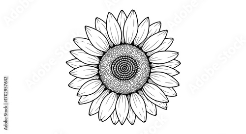 Exquisite sunflower blossom outline, intricately detailed and artistically designed.