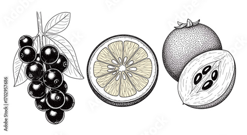 Elegant botanical illustration showcasing assortment of fruits and berries