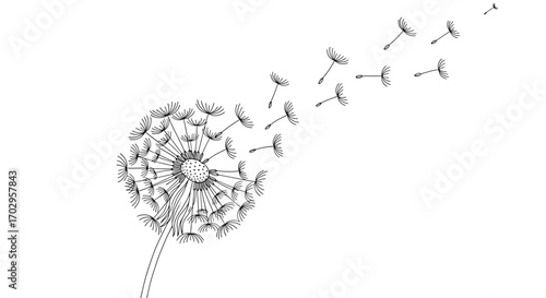 Delicate Dandelion Clock Blowing in the Wind, Black and White