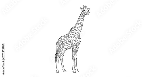 Giraffe Illustration, Black and White Outline with Patterned Spots
