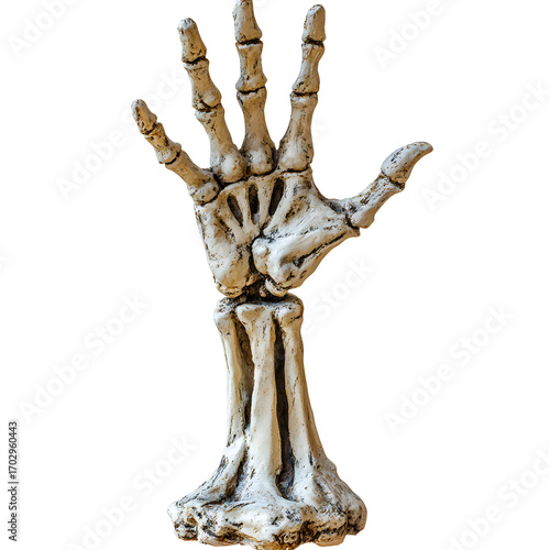 Stock photo of Skeleton hand rising ground white isolated background. Clean background and simple style with natural light and clear detail for web and print. Simple photo for stock use with clear foc