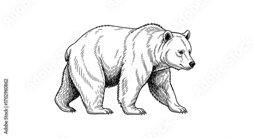 Majestic Bear Sketch on White Background in Detailed Illustration