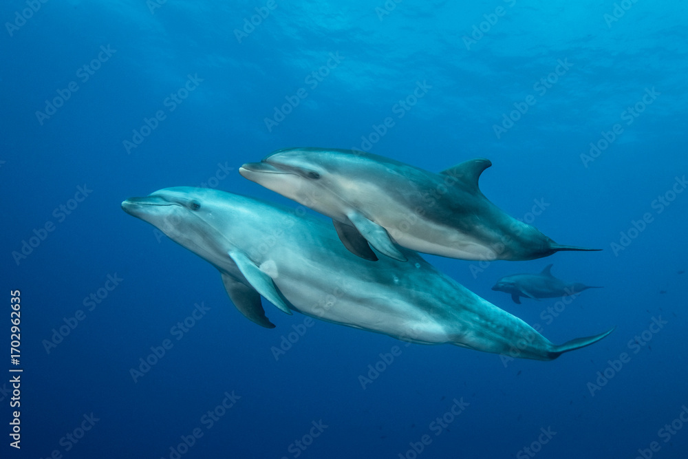 Obraz premium Bottlenose dolphin, French Polynesia, south Pacific