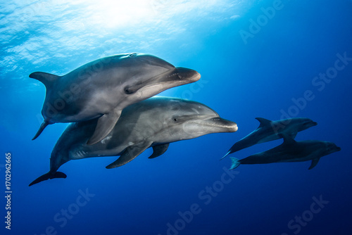 Obraz na plátně Bottlenose dolphin, French Polynesia, south Pacific
