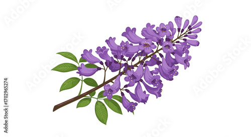 Elegant branch of jacaranda mimosifolia featuring delicate purple flowers