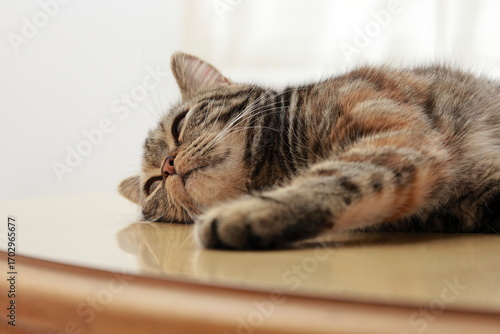 テーブルでくつろぐブリティッシュの猫