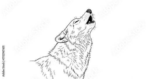Majestic Wolf Howling in Monochrome Line Art Style Illustration