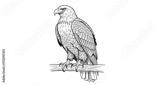 Detailed Eagle Drawing: Majestic Bird of Prey Sketch Illustration