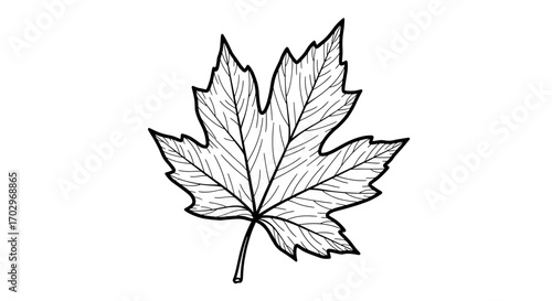 Detailed maple leaf illustration on pure white background, excellent for design