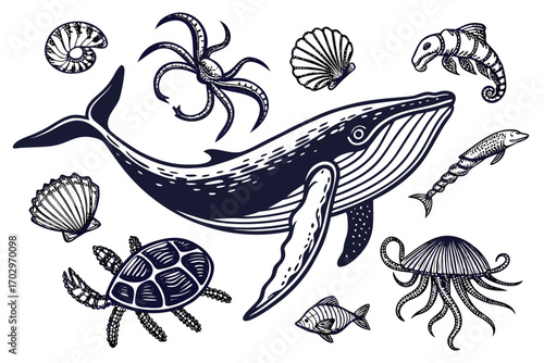 Collection of marine life and shells depicted in a detailed dark blue silhouette style
