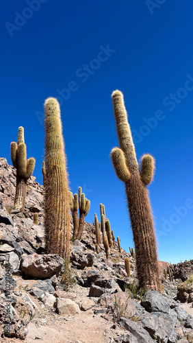 Vertical photo of giant cardons cacti 'Leucostele atacamensis' in Vilama River Canyon. Cactus plants are around 8 meters high and are tourist attraction close to San Pedro de Atacama