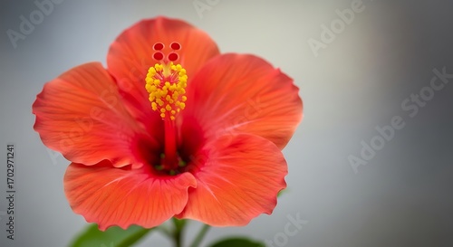 Wallpaper Mural Close-up of Bright Orange Hibiscus Flower with Yellow Stamen in Soft Natural Light Torontodigital.ca
