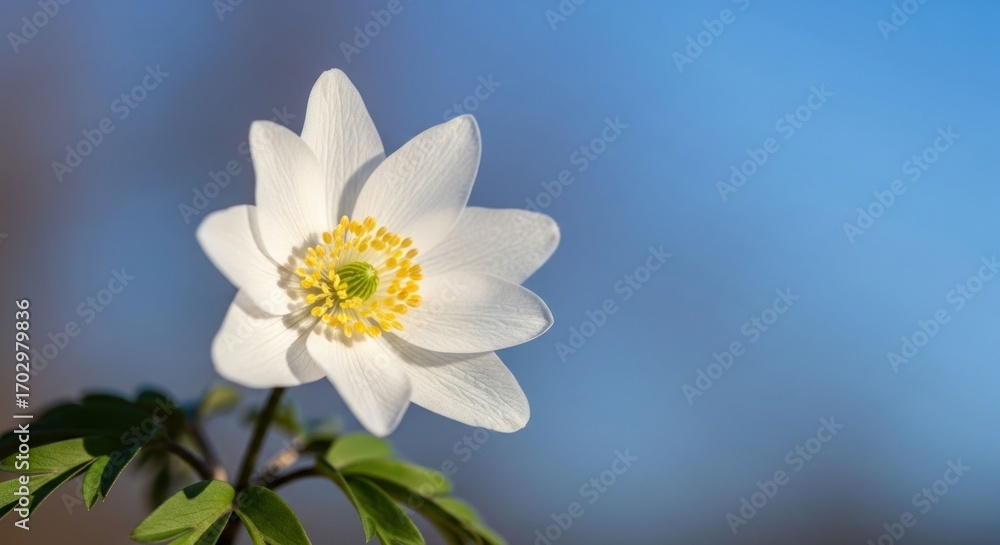 Fototapeta premium Close-up of a single white flower against a bright blue sky