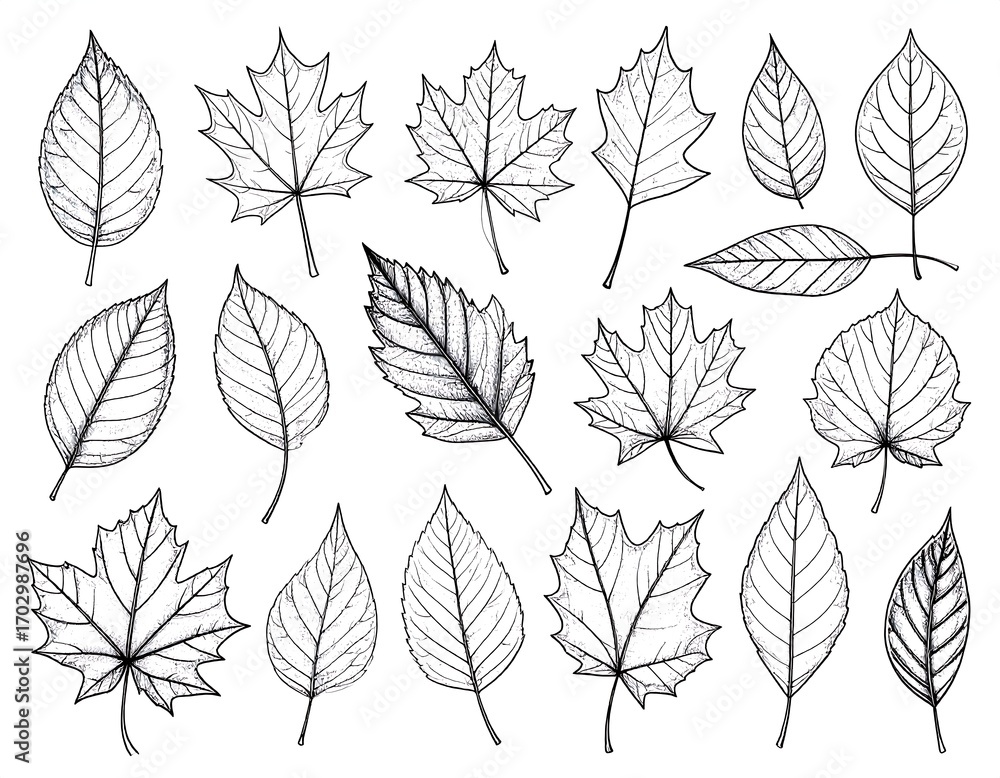 Obraz premium Black and white leaf illustrations