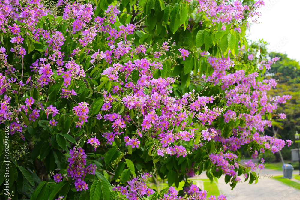 Obraz premium Lagerstroemia speciosa, Queen's crape myrtle , Pride of India.