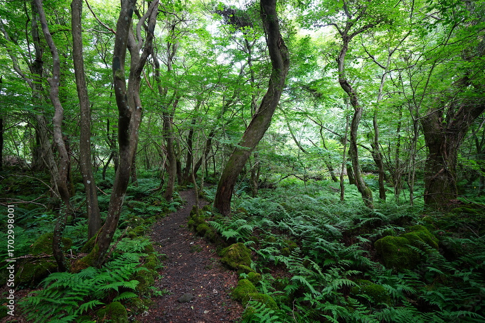 Fototapeta premium summer path through mossy rocks and old trees